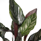 Calathea Ornata - Ø14cm - ↕50cm