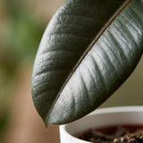 Green boutiQ - Kamerplant - Rubberplant - Ficus Elastica Cloe - Groen - Weinig onderhoud - 1 Plant - met Potter Wit - Pot 19cm - Hoogte 65cm