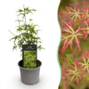 Green boutiQ - Tuinplant - Acer palmatum Seiryu - Groen 1 Plant - Bladverliezend - Weinig Onderhoud- Pot 12cm Hoogte 35cm