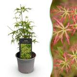 Green boutiQ - Tuinplant - Acer palmatum Seiryu - Groen 1 Plant - Bladverliezend - Weinig Onderhoud- Pot 12cm Hoogte 35cm