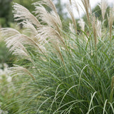 Green boutiQ - Grassen - Miscanthus sin. Gracillimus - Pampusgras - Met Pluim - Groen - 12 Planten - Pot 11cm - Hoogte 15-25cm
