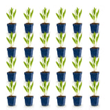 Green boutiQ - Vasteplant - Echinacea paradoxa - Zonnehoed - Bijen- en vlinderlokkers - Geel - 24 Planten - Pot 11cm - Hoogte 15-25cm