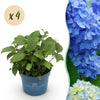 Green boutiQ - Tuinplant - Hydrangea Endles Summer The Orginal Blue - Hortensia - Winterhard - Blauw - 4 Planten - Pot 14cm - Hoogte 20-25cm