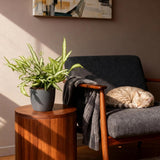 Green boutiQ - Kamerplant - Pteris cretica Albolineata - Lintvaren - Huisdiervriendelijke Plant - Groen - 2 Planten - met Potter Grijs - Pot 12cm - Hoogte 20cm