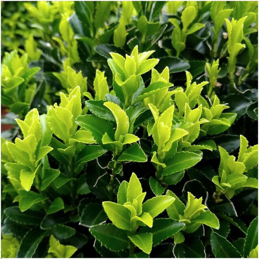 Euonymus japonicus 'Green Spire' — Kardinaalsmutshaag, 6 planten (1 strekkende meter)