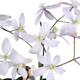 Clematis armandii Apple Blossom - Groenblijvende Clematis Lichtroze - Ø15cm - ↕65cm