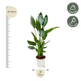 Strelitzia Reginae - 100 cm - Ø21
