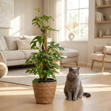 Green boutiQ - Kamerplant - Mini Gatenplant - Monstera Minima Mosstok - Groen - Weinig onderhoud - 1 Plant - met Mand - Pot 19cm - Hoogte 90cm
