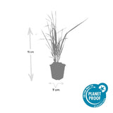 60x Calamagrostis acut. 'Karl Foerster'- ↕10-25cm - Ø9cm