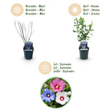 Green boutiQ - Heesters - Hibiscus syriacus Tricolour - Bloem Roze, Wit en Blauw - 3 Planten - Bladverliezend - Weinig Onderhoud - Pot 17cm Hoogte 45cm