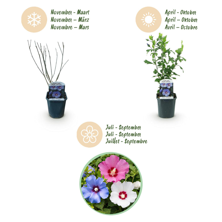 Hibiscus syriacus Tricolour – 3 planten · 45 cm hoog (foto 4)