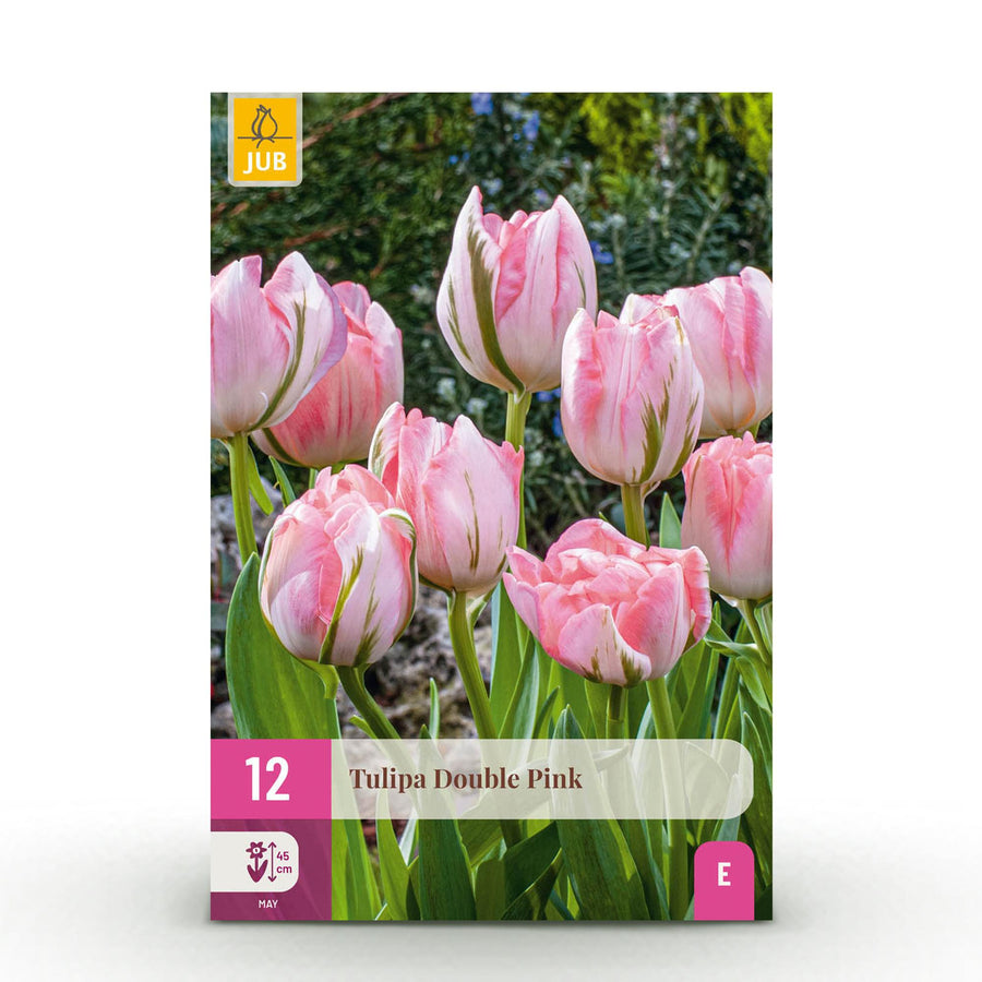 Tulpenbollen Double Pink — roze, 12 stuks (bolmaat 11/12)