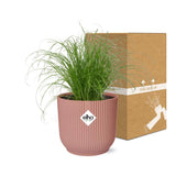 Cyperus Alternifolius Zumula in ELHO Vibes Fold 14cm roze