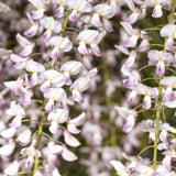 Green boutiQ - Blauwe regen - Wisteria floribunda Rosea - Bloem roze- 1 plant - Pot 11cm Hoogte 40cm