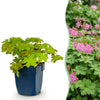 Green boutiQ - Vasteplant - Geranium macrorrhizum - Ooievaarsbek - Bodembedekkend - Roze - 6 Planten - Pot 11cm - Hoogte 15-25cm