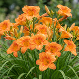 Green boutiQ - Vasteplant - Hemerocallis Mauna Loa - Daglelie - Bijen en Vlinderlokkers - Oranje - 6 Planten - Pot 11cm - Hoogte 15-25cm