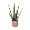 Aloe Vera 12cm in ELHO Vibes Fold 14cm roze