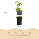 Green boutiQ - Klimplant - Clematis Mrs. N. Thompson - Bloem Roze - Weinig onderhoud - 2 planten -Pot 11cm Hoogte 40cm