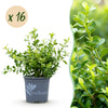 Green boutiQ - Buxus Haag - BetterBuxus Babylon Beauty - Resistant tegen de Buxus schimmel - 16 planten - 2 strekkende meter - pot 9cm hoogte 20-25