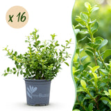 Green boutiQ - Buxus Haag - BetterBuxus Babylon Beauty - Resistant tegen de Buxus schimmel - 16 planten - 2 strekkende meter - pot 9cm hoogte 20-25
