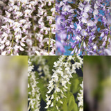 Green boutiQ - Blauwe regen - Wisteria floribunda Tricolour - Bloemen Blauw Roze Wit- 3 planten - Pot 11cm Hoogte 40cm