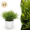 Green boutiQ - Kamerplant - Bamusa Pogonatherum Monica - Bamboegras - Huisdiervriendelijke Plant - Groen - 4 Planten - met Potter Wit - Pot 12cm - Hoogte 20cm