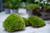 Planten terrarium navulling & startpakket - Calathea Lancifolia