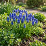 100x Muscari Armeniacum - Armeense druifhyacint - Blauw - Verwilderingsbol - Bolmaat 8/9