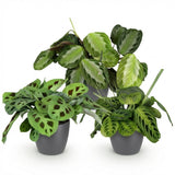 Green boutiQ - Kamerplant - Marantha Silverband, Marantha Lemon Lime Marantha Kerchoveana - Gebedsplant - Huisdiervriendelijke Plant - Groen - 3 Planten - met Potter Grijs - Pot 12cm - Hoogte 25cm