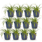 Green boutiQ - Grassen - Carex oshimensis Evergreen - Japanse Zegge - Groenblijvend - Groen - 12 Planten - Pot 11cm - Hoogte 15-25cm