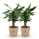 Green BoutiQ - Green is... Kamerplanten - Dracaena fragrans Steudneri - Drakenbloedboom - Weinig onderhoud - met mand - Groen - 2 Planten - Pot 17cm - Hoogte 50-55cm