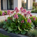 Green boutiQ - Vasteplant - Bergenia cordifolia - Schoenlappersplant - Schaduw - Roze - 6 Planten - Pot 11cm - Hoogte 15-25cm