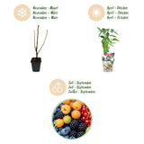 Green boutiQ - Fruitplanten - Rainbow - Rode Bes - Gele Framboos - Zwarte Braam - Blauwe Bes - Winterhard - 8 Planten - Pot9cm