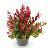 Green boutiQ - Tuinplant - Leucothoe Little Flame - Rood - 1 Plant - Groenblijvend - Weinig Onderhoud - Pot 17cm Hoogte 40cm