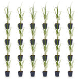 Green boutiQ - Grassen - Molinia arund. Karl Foerster - Pijpestrootje - Met Pluim - Groen - 24 Planten - Pot 11cm - Hoogte 15-25cm
