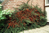 48x Cotoneaster horizontalis - ↕10-25cm - Ø9cm