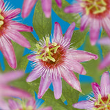 Green boutiQ - Passiebloem - Passiflora Anastasia- Bloem Roze - Weinig onderhoud - 2 planten - Pot 11cm Hoogte 40cm