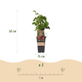 Green boutiQ - Fruitplant - Rubus phoenicolasius - Japanse wijnbes - Winterhard - Fel Rode Framboos - 2 Planten - Pot 15cm - Hoogte 50cm