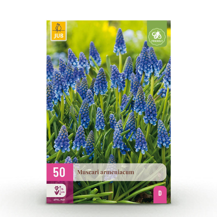 Muscaribollen Armeniacum — blauw, 50 stuks (bolmaat 8/9)