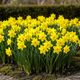 Green boutiQ - Bloembollen - Narcis Tete-A-Tete - Kleur Geel - 50 stuks - Bolmaat 10/12