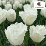 Tulpenbollen Honeymoon — witte kartelrandtulp, 20 stuks (maat 11/12)