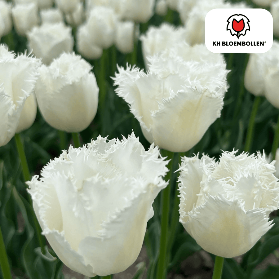 Tulpenbollen Honeymoon — witte kartelrandtulp, 20 stuks (maat 11/12)