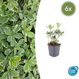 6x Pachysandra term. 'Variegata' - ↕10-25cm - Ø9cm
