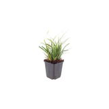 48x Carex morrowii - ↕10-25cm - Ø9cm