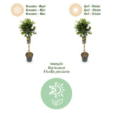 Green boutiQ - Plant op Stam - Euonymus fortunei Emerald Gaiety -Terras Plant - Bladhoudend - Winterhard - Groen-Grijs Blad - Pot 19cm Hoogte 90cm