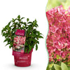 Green boutiQ - Tuinplant - Hydrangea panniculata Groundbreaker Ruby - Pluimhortensia - Winterhard - Rood - 1 Plant - Pot 14cm - Hoogte 20-25cm