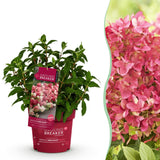 Green boutiQ - Tuinplant - Hydrangea panniculata Groundbreaker Ruby - Pluimhortensia - Winterhard - Rood - 1 Plant - Pot 14cm - Hoogte 20-25cm