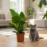 Green boutiQ - Kamerplant - Philodendron - Philodendron Imperial Green - Groen - Weinig onderhoud - 1 Plant - Pot 19cm - Hoogte 65cm