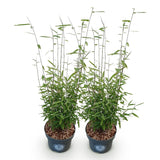 Green boutiQ - Grassen - Fargesia nitida Black Dragon - Niet Woekerende Bamboe - Bladhoudend - Groen - 2 Planten - Pot 23 cm - Hoogte 80 cm
