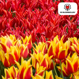 Tulpenbollen Fire Wings — rood-geel gevlamd, 20 stuks (maat 11/12)